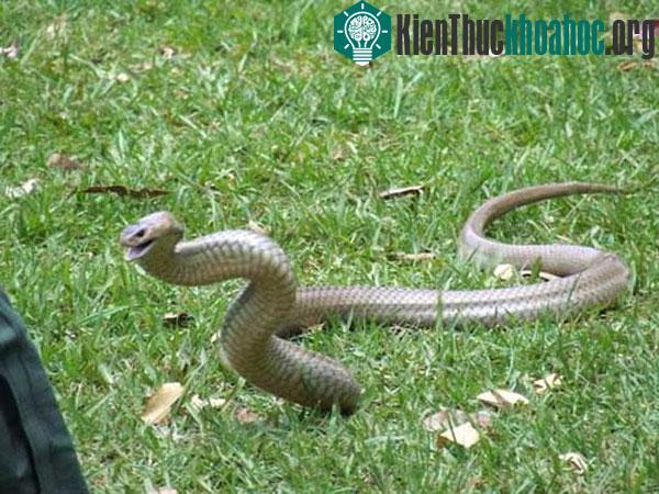 Tìm hiểu loài rắn độc thứ hai thế giới ảnh 4