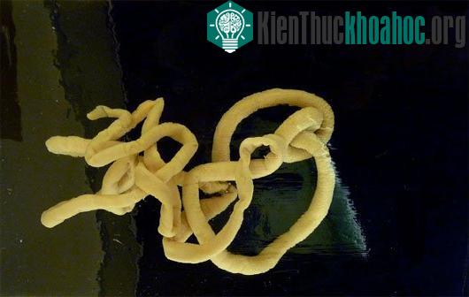 Những cái "nhất" kỳ lạ ở thế giới động vật