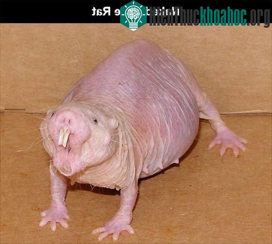 Những loài động vật kỳ lạ nhất trên thế giới