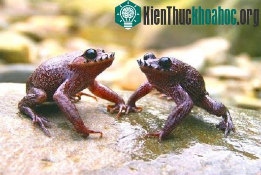 Cóc Leptobrachium boringii là loài lưỡng cư và thường sống ở vùng ôn đới