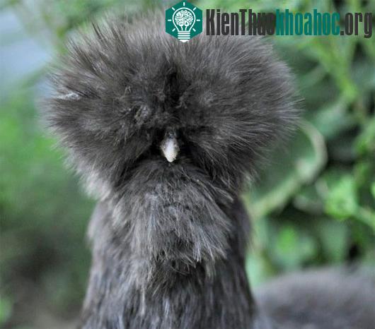 Bộ lông đặc trưng của gà Silkie. (Nguồn: huffingtonpost)