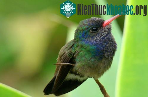 Chim ruồi ong được coi là loài chim nhỏ nhất trên thế giới. Chúng có kích thước nhỏ, cơ thể nhiều màu sắc và tiếng kêu vo ve khi vỗ cánh. Loài chim này định cư ở Bắc Mỹ từ cách đây khoảng 5 triệu năm.
