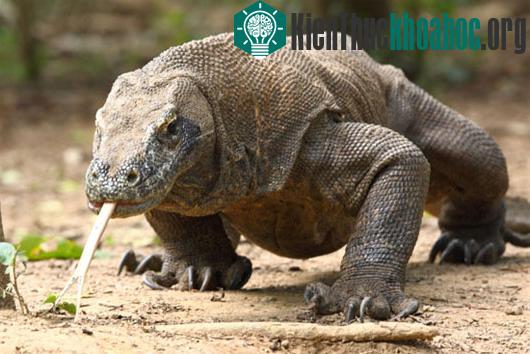 8 kẻ thù đáng sợ con người nên tránh xa