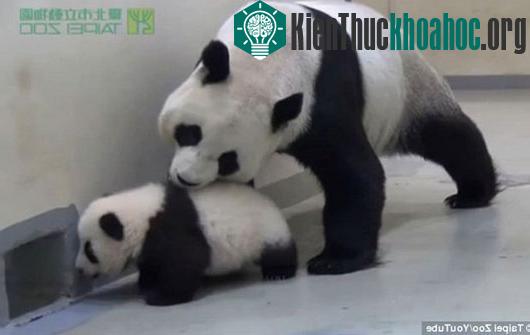 Gấu trúc mẹ dỗ gấu con đi ngủ