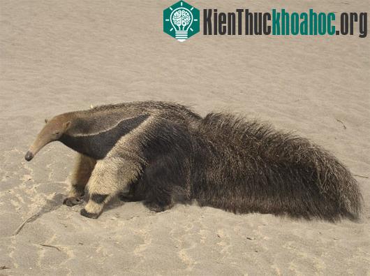 Loài vật kỳ dị ngoài hành tinh?