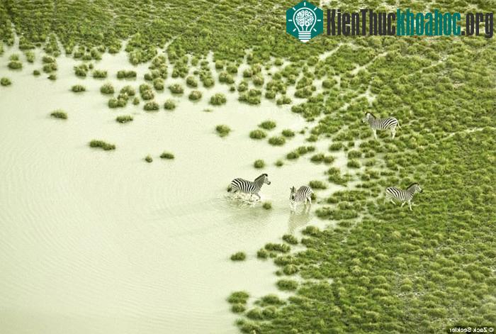 Đàn ngựa vằn băng qua các vùng nước xanh như thảm cỏ hiếm hoi ở Botswana.
