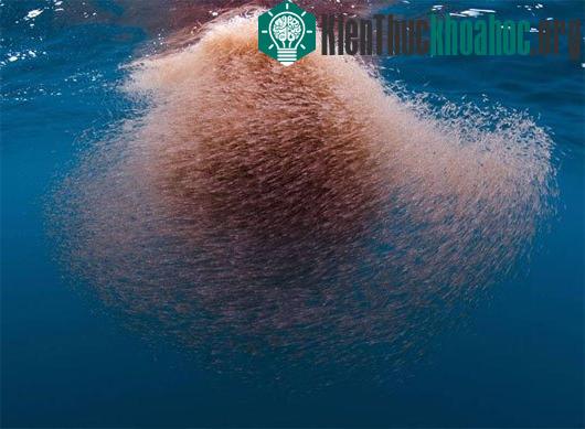 Những đàn động vật lớn nhất thế giới