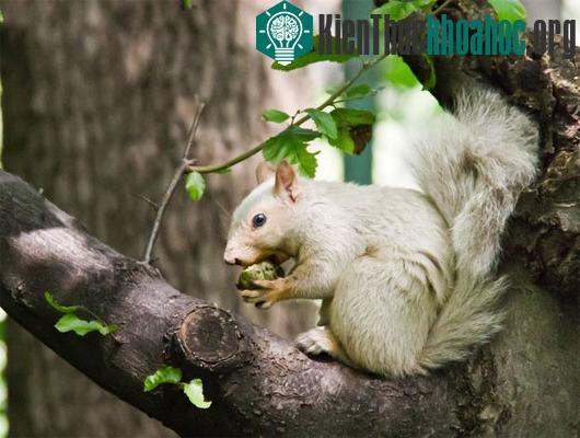 Thế giới động vật mang màu trắng