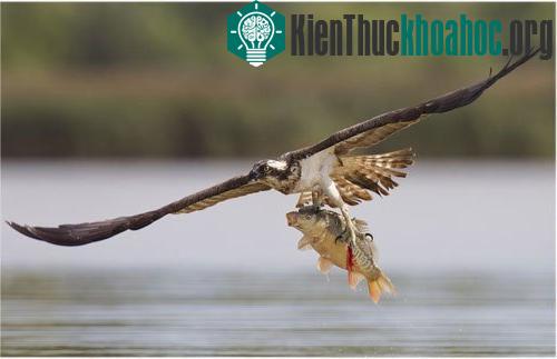 Sau khi bắt được con mồi, chim ưng biển sải cánh rộng 2m bay về phía một khu rừng với tốc độ khoảng 130km/h.
