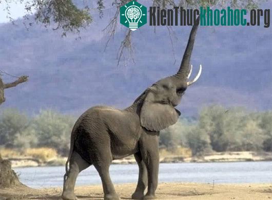 Nghe "giọng thật" dị hợm của các loài động vật