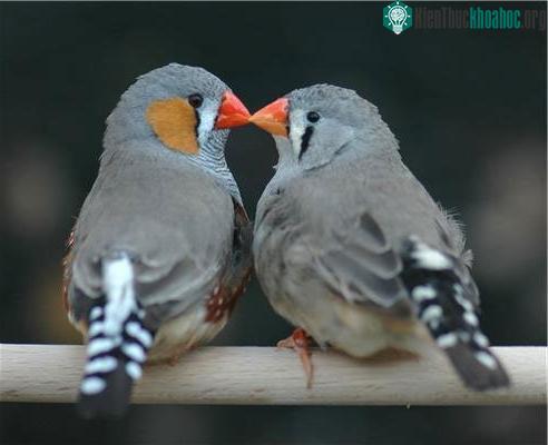 Những tập tính sinh sản và tồn tại khó hiểu ở động vật