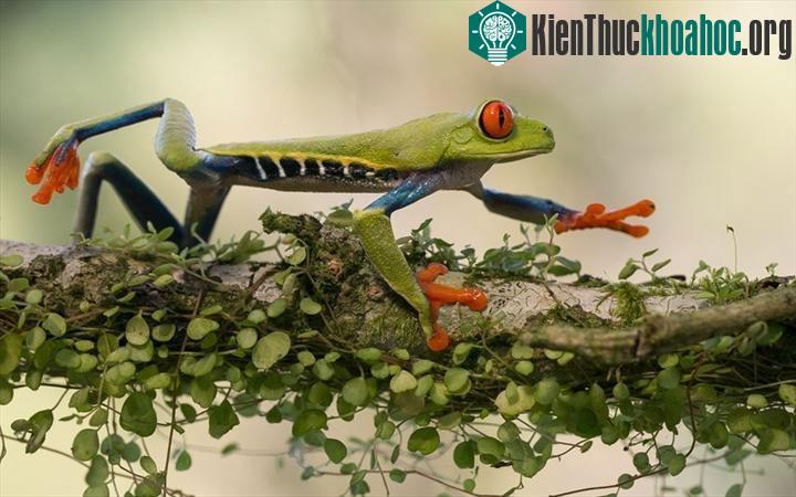 Để ngụy trang, con ếch sẽ thu phần chân về phía trước, đồng thời nhắm mắt để phần da xanh lẫn với màu cây cỏ.