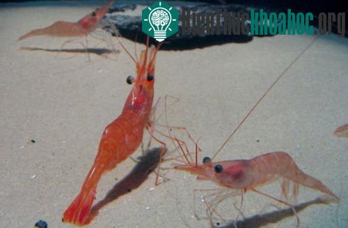 Tôm là một trong những loài có hệ thống thị giác phức tạp nhất trong thế giới động vật. Các nhà nghiên cứu phát hiện ra rằng một số loài tôm sẽ nhìn chằm chằm vào con mồi trước khi tấn công với một...