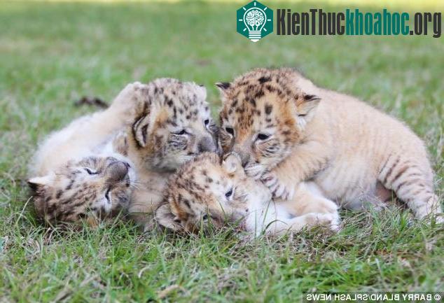 Chiêm ngưỡng lứa con lai cực hiếm giữa hổ và sư tử ảnh 4