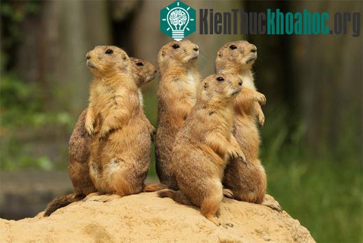 Những loài động vật dễ bị nhầm lẫn