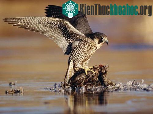 Những kỷ lục trong thế giới động vật