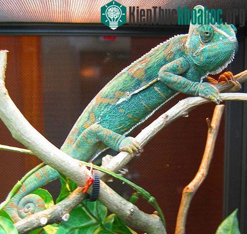 Những con tắc kè hoa thay đổi màu sắc ở nhiều bộ phận trên cơ thể tùy thuộc vào giai đoạn của cuộc chiến đấu. Theo đó con tắc kè có thể thay đổi màu sắc dọc hai bên cơ thể hoặc màu trên đỉnh đầu. (...
