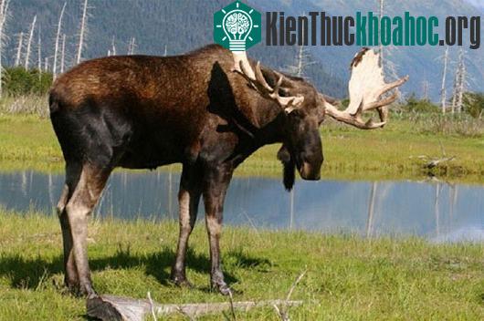 Xem động vật "tiên tri" tình trạng nguy cấp của Trái đất
