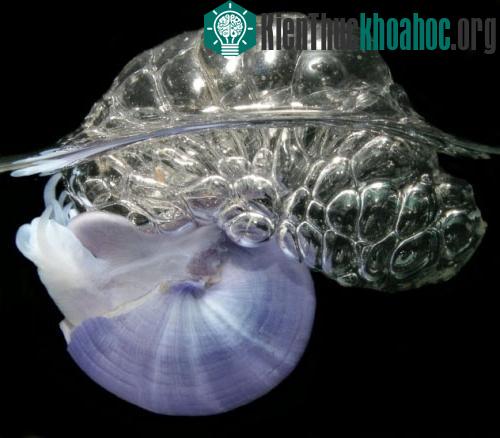 Khả năng kỳ lạ của ốc sên