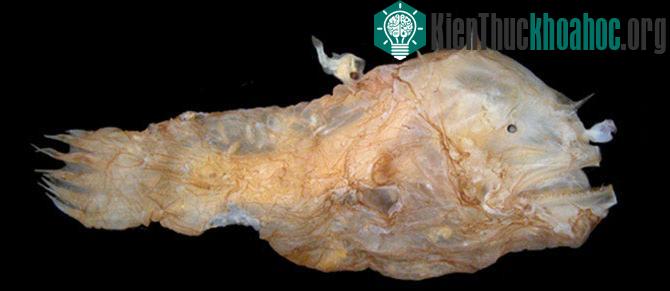 Cá cái Photocorynus spiniceps có con đực cắm ở phía trên
