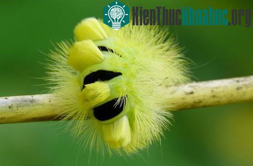 Những loài động vật giống hoa