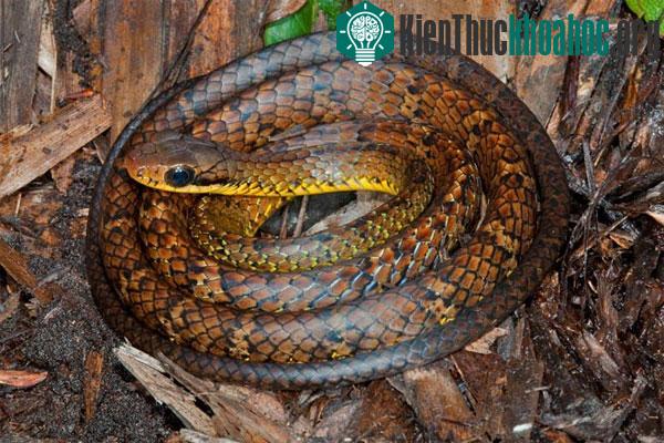 Rắn Chironius challenger - Guyana and Venezuela