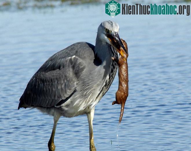 Chồn bị nuốt chửng vì khiêu khích chim diệc