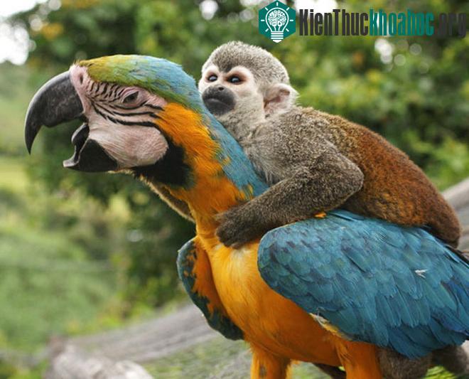 Ấn tượng màn cưỡi kỳ thú trong thế giới động vật