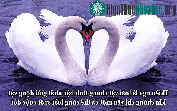 Fun fact về chuyện yêu đương "buồn cười" trong giới động vật
