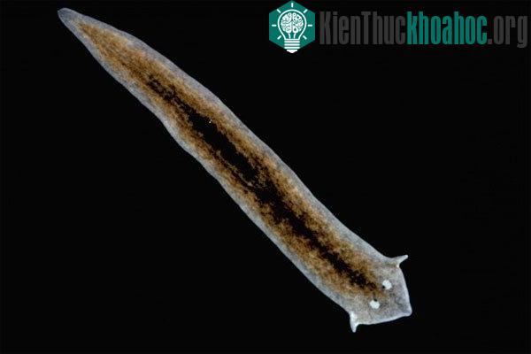 Sán dẹp planarian tái tạo cơ thể bị cắt đứt. Một con sán dẹp planarian (thuộc họ Planariidae) rất khó bị giết chết bởi chúng có khả năng tái tạo cơ thể nguyên vẹn từ một phần nhỏ cơ thể bị cắt đứt....