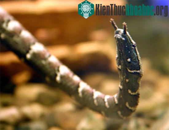 Những loài rắn vừa độc, vừa xấu xí nhất thế giới