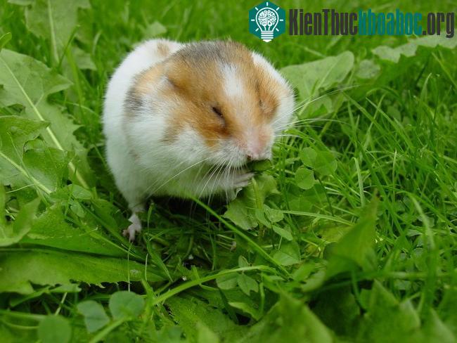 10 động vật dễ thương là “quái thú” ăn thịt đồng loại