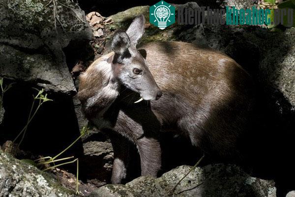 Hươu "ma cà rồng" nhút nhát và bí ẩn