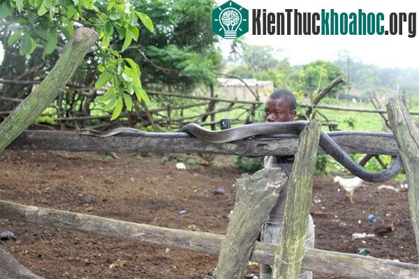 Do bò nhanh hơn người chạy nên chúng là hiểm họa lớn đối với người. (Ảnh: fieldherpforum.com)