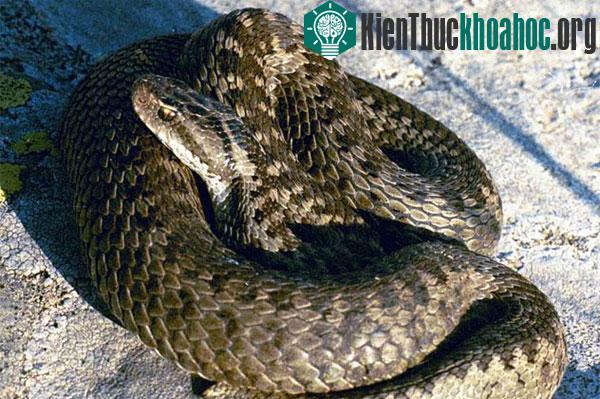 10 loài rắn hiếm nhất hành tinh sắp tuyệt chủng