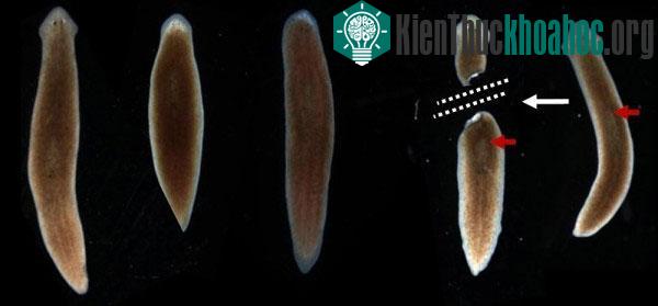 Một số động vật có thể mọc lại bộ phận trên cơ thể khi bị đứt