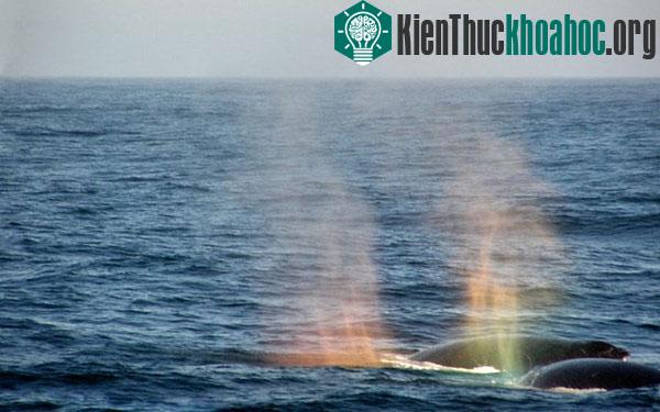 Trong khi đó, cá voi có các lỗ phun nước trên đỉnh đầu thực tế là những lỗ mũi thở của chúng. Sau ít phút chúng lại ngoi lên bề mặt nước biển để hít thở. Mỗi lần như vậy, cá voi sẽ phun hơi ra ngoà...