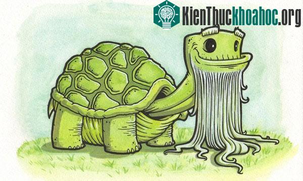 Top những động vật " trường thọ" mà bạn không ngờ tới