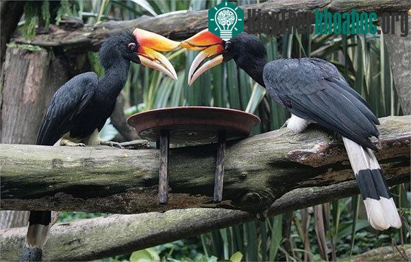 Bí ẩn ít biết về loài chim đẹp như trong huyền thoại
