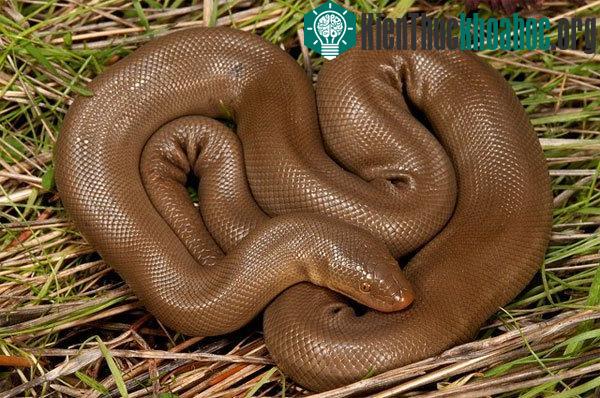 Trăn Rubber Boa hoạt động trong một môi trường rộng lớn bao gồm tỉnh British Columbia của Canada. Loài trăn này có khả năng tự kiểm soát thân nhiệt rất tốt. Với biệt danh là “trăn hai đầu&rdq...
