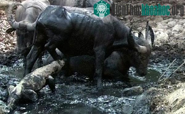 Chúng là loài động vật vô cùng hung dữ, táo tợn và háu ăn. Trong nhiều trường hợp rồng Komodo tấn công các làng để sát hại gia súc. Thậm chí chúng cũng sẵn sàng tấn công và ăn thịt con người nếu có...