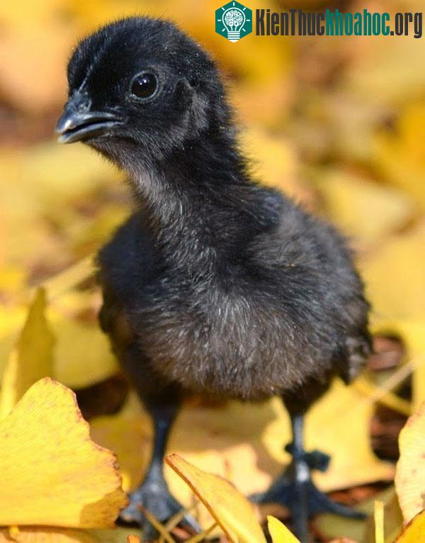 Ayam Cemani là một trong số những giống gà đắt nhất trên thế giới với mức giá có thể lên tới 2.500 USD/con (tương đương hơn 50 triệu đồng).