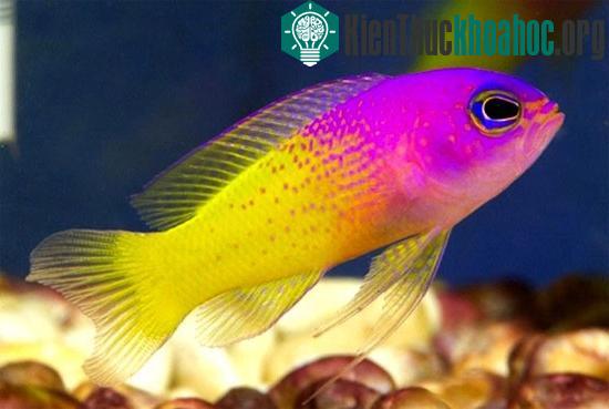 Chiêm ngưỡng những loài động vật lạ mắt giống kẹo ngọt