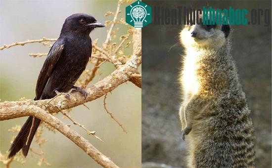 Meerkat (trái) là nạn nhân của chèo bẻo (phải).