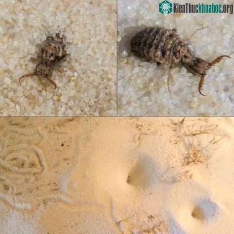 Những loài vật sinh sống theo chu kỳ mặt trăng