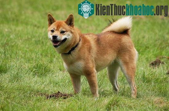 Các giống chó đầu tiên xuất hiện trên trái đất