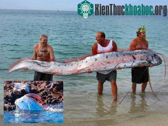 Cá Oarfish