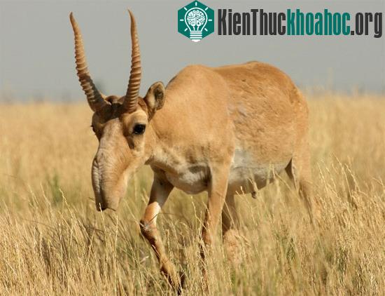 Linh dương saiga