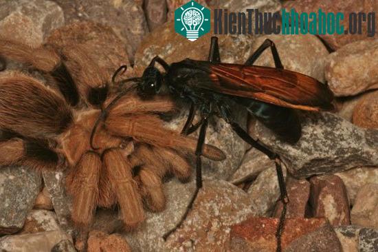 10 loài động vật nhỏ bé nhưng cực kỳ nguy hiểm