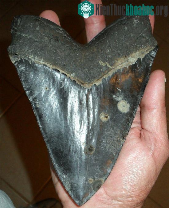 Cá mập tiền sử Megalodon